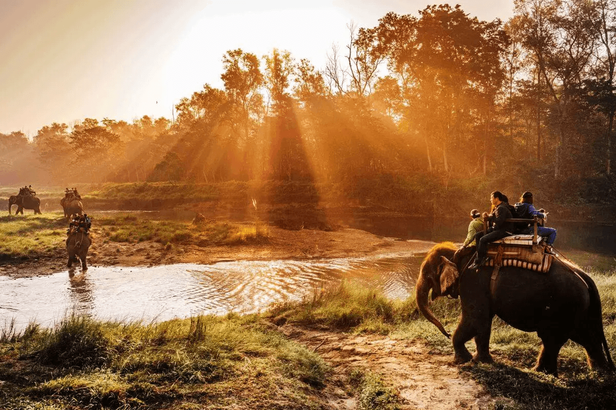A one-horned rhinoceros wading through grasslands in Chitwan National Park, a highlight of Nepal wildlife tours.