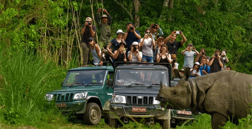 A one-horned rhinoceros grazing in Chitwan National Park, highlighting Nepal's diverse wildlife.